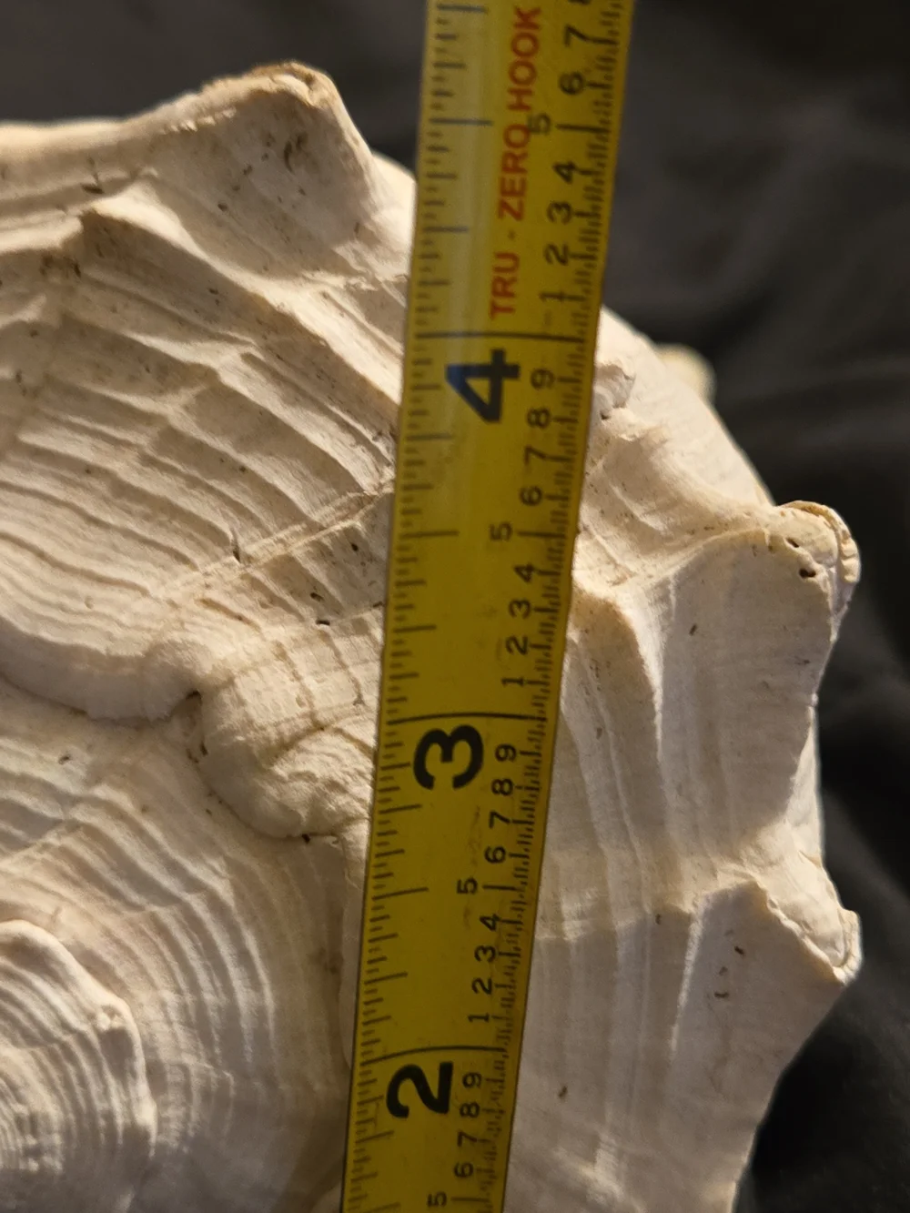 Natural Cream Shell Hide for Reptile Habitats - Decorative Terrarium Shelter